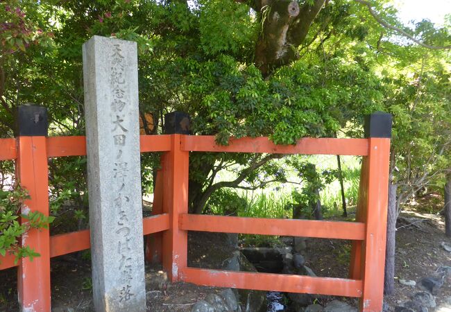 大田神社のカキツバタ