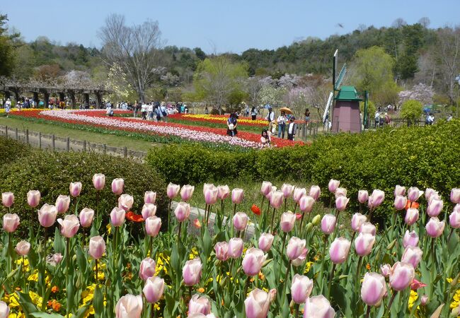 県立葛西フラワーセンターの春の装い