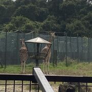 近くで見れます