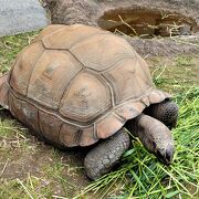 動物との距離が近い！