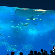 美ら海水族館