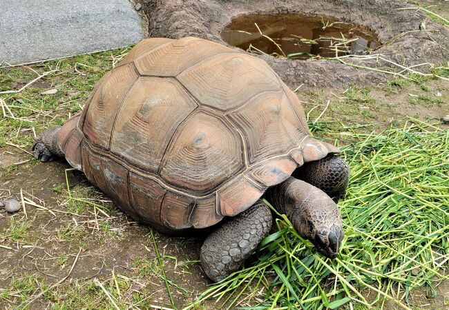 動物との距離が近い！