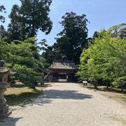 屋久杉級の樹木を楽に見学できる神社でした