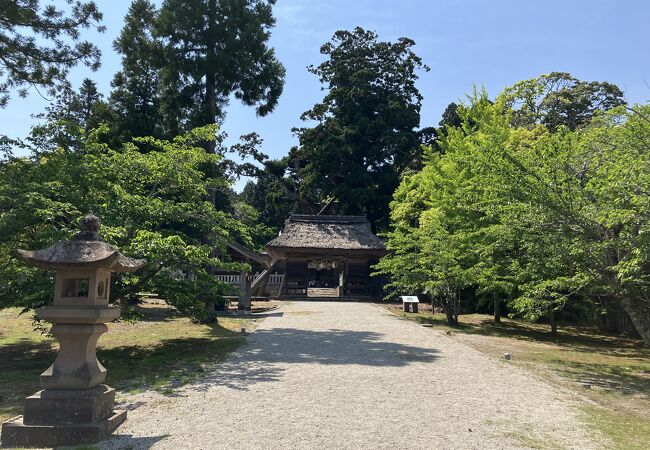 屋久杉級の樹木を楽に見学できる神社でした