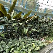 台中植物園