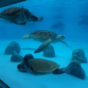 無料で入場できる、ウミガメ水族館。