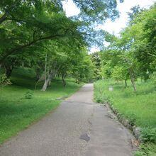 修善寺自然公園の散歩道は新緑がきれいで爽やかでした。