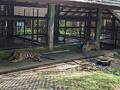 タイガー キングダム