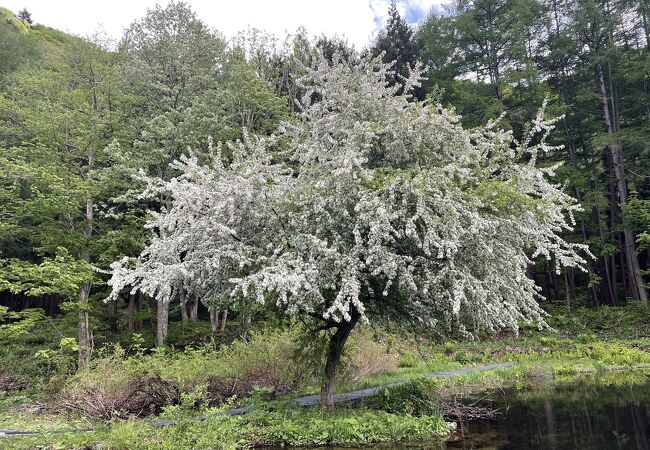 お花がたくさん