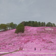 一面の芝桜、きれい