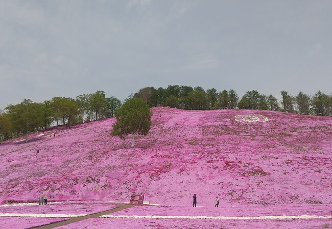 芝桜花街道