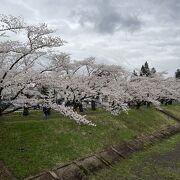 今年も見事な桜でした