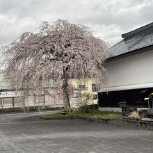 角館の枝垂桜