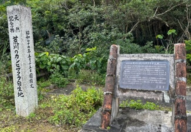 荒川のカンヒザクラ自生地