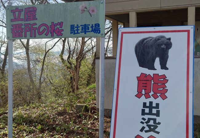 立屋 番所の桜