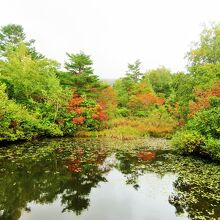 沼と紅葉