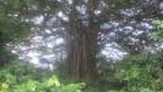 とても大きなガジュマル