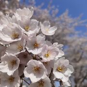 札幌市西区の桜の名所