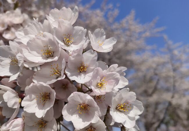 札幌市西区の桜の名所