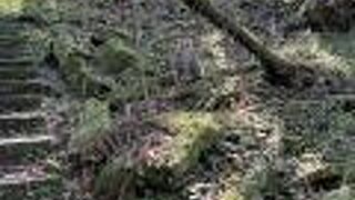 太平山国家森林遊楽区