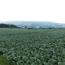 キャベツの絶景
