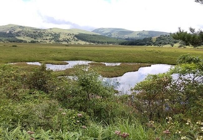 色とりどりの高山植物