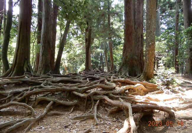 木の根道