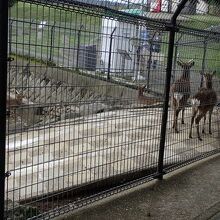 稲佐山公園