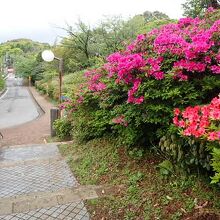 つつじ
