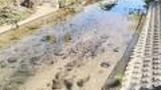 水が透き通ってました