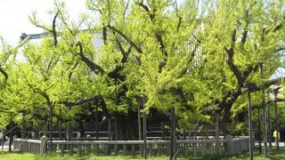 新緑のイチョウも素晴らしい