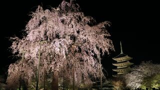 桜の時期は夜間拝観も