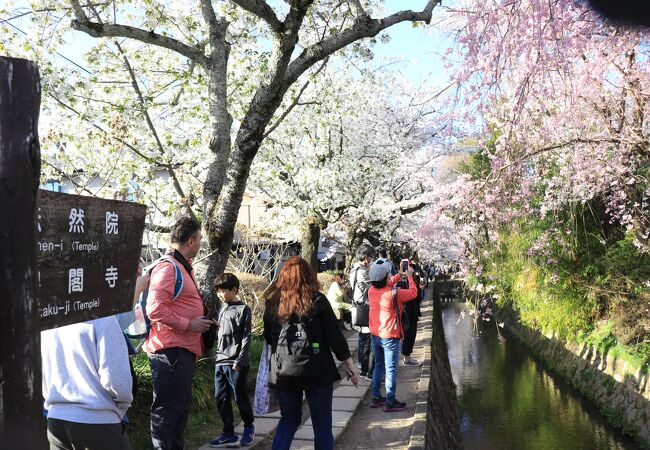 哲学の道のソメイヨシノ