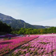 芝桜