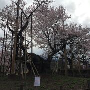 桜が満開だった