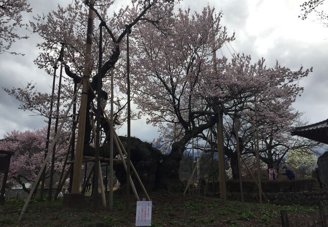 桜が満開だった