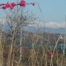 紅梅の花越しに、残雪に輝く北アルプス連峰を望むことができる。