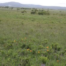 湿原風景・釧路湿原と違い目の前で見れます