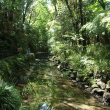 渓谷の斜面は、貴重な緑が遺されている。