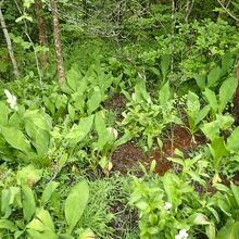 花の季節はきれいそうです