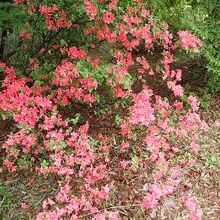 どうだんつつじ？