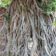 木の根に包まれた仏頭