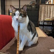 毎朝可愛い猫ちゃんがご出勤されます