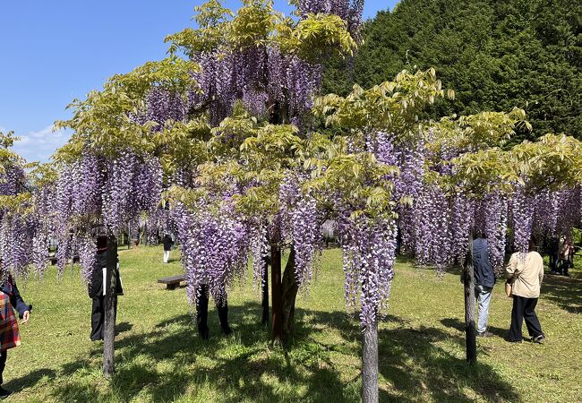 藤まつり