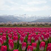 年により開花時期がばらつきますが、素晴らしい景色です。