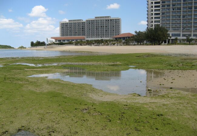 波打ち際まで海藻が広がっていました