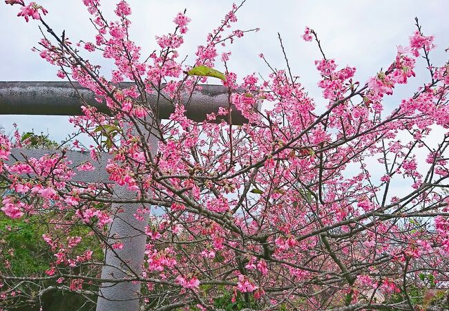 桜の時期におすすめです