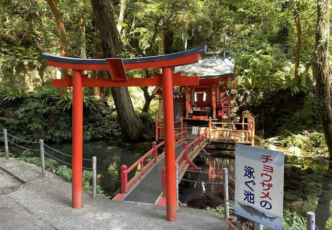 きれいな湧水池の中に鎮座