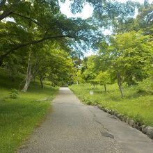修善寺自然公園もみじ林の様子です。新緑がきれいです。