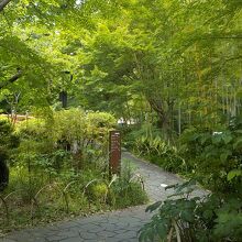 修善寺自然公園もみじ林は新緑がきれいです
